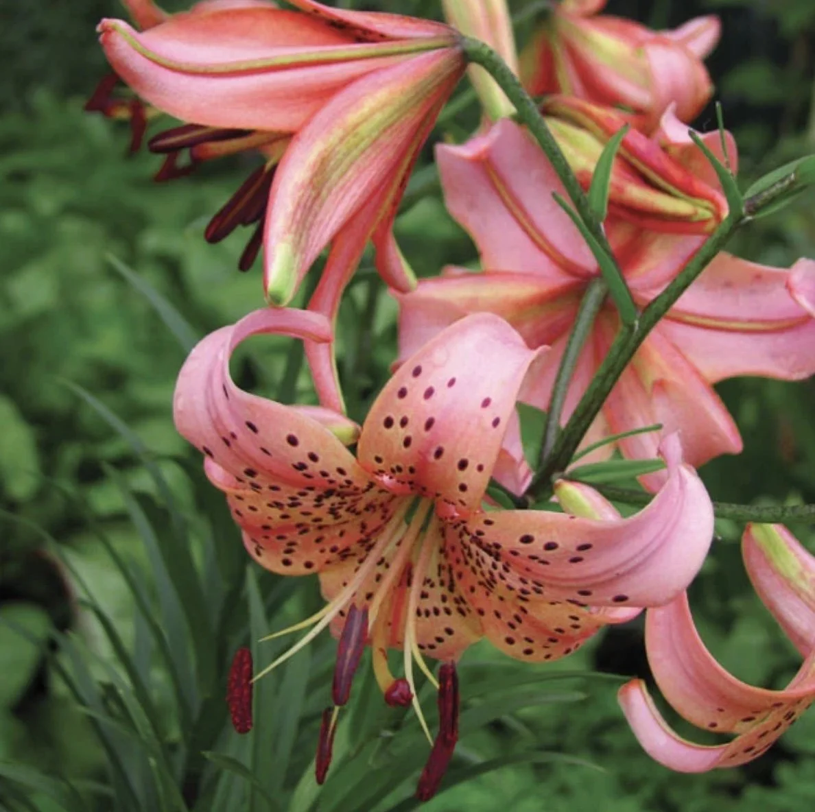 Oriental Lily Bulbs — Store 1 — Three Toads Farm